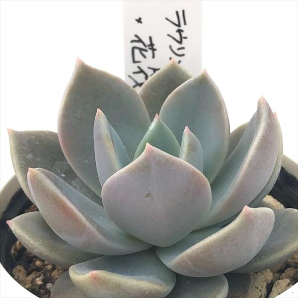 多肉植物 O'sエケベリア ラウリンゼ×花筏 O's PLANTS オーズプランツ