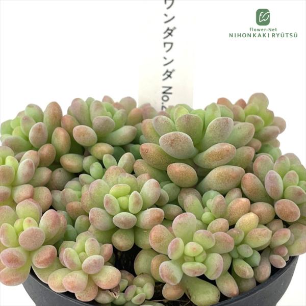 ■日当たり春秋型種10℃〜25℃の過ごしやすい季節によく生長し、暑すぎたり、寒すぎる時期は休眠してしまいます。生長期：9月〜5月休眠期：6月〜8月■水やり1春・秋は日当たりがよく、雨が当たらない風通しの良い場所に置く2夏の直射日光は避ける3...