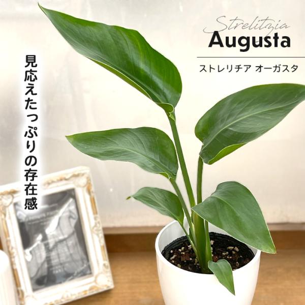 観葉植物 cot ストレリチア オーガスタ 4号鉢 ストレチア 小型