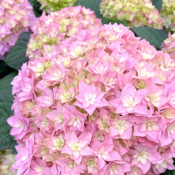 予約販売 アジサイ トゥルース 10.5cmポット 大栄花園 ハイドランジア