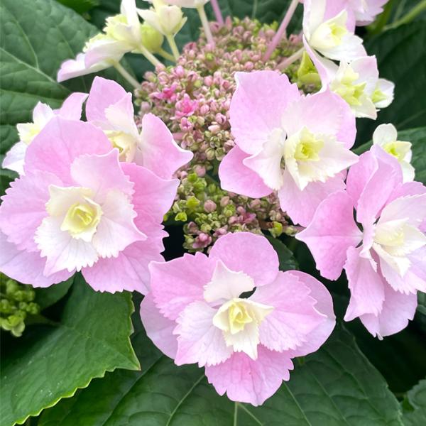 flower-net_z250316003