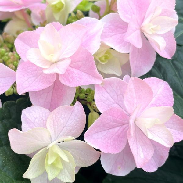 アジサイ　4種10ポット　紫陽花 楽天市場】予約販売 アジサイ 凰龍 9cmポット 登録品種