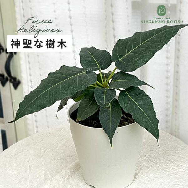 日本花キ流通 観葉植物 フィカス レリジオーサ 4号鉢 インドボダイジュ