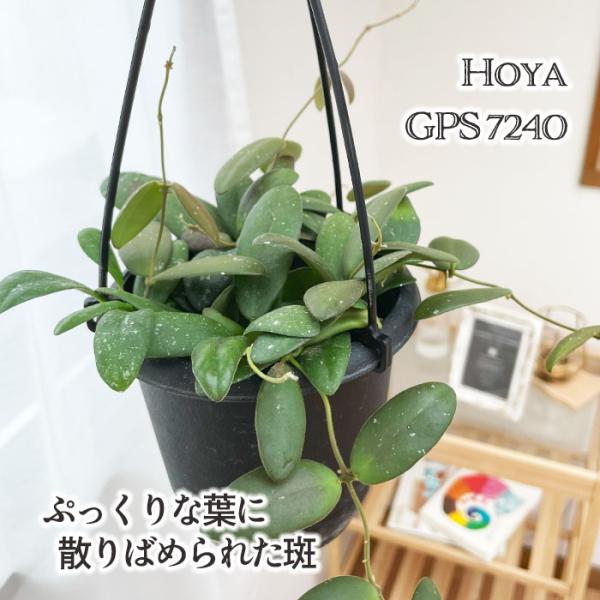 日本花キ流通 予約販売 観葉植物 ホヤ gps7240 4号 吊り鉢 吊り下げ