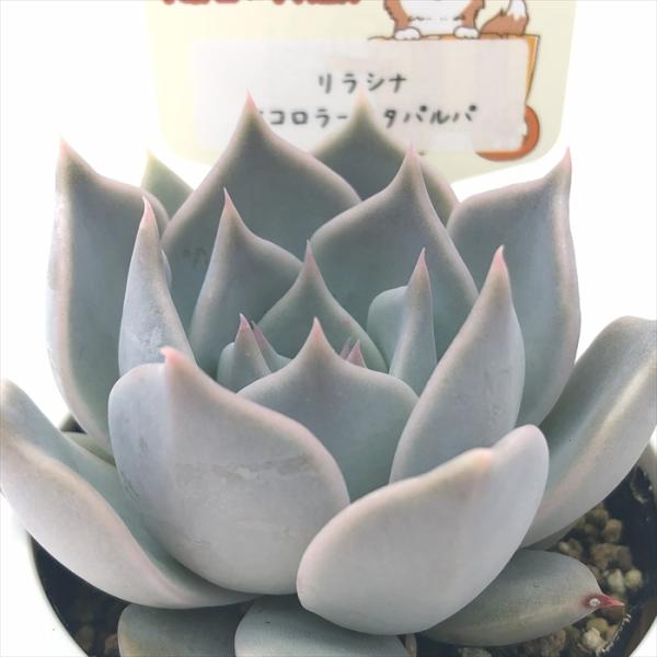 多肉植物 plkエケベリア リラシナ×コロラータタパルパ パルクさん苗