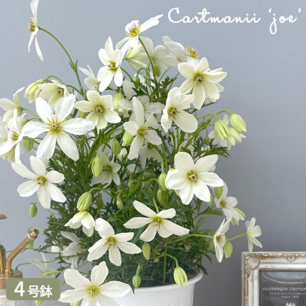 【特徴】旧枝咲き落葉しない常緑タイプ。白くて可愛いお花がびっしり咲き花の中心部分のグリーンとのコントラストが爽やかです。【置き場所】基本的には屋外の植物です。日当たり、風通しの良い所を好みます。※寒冷地では防寒が必要になります。【水やり】春...