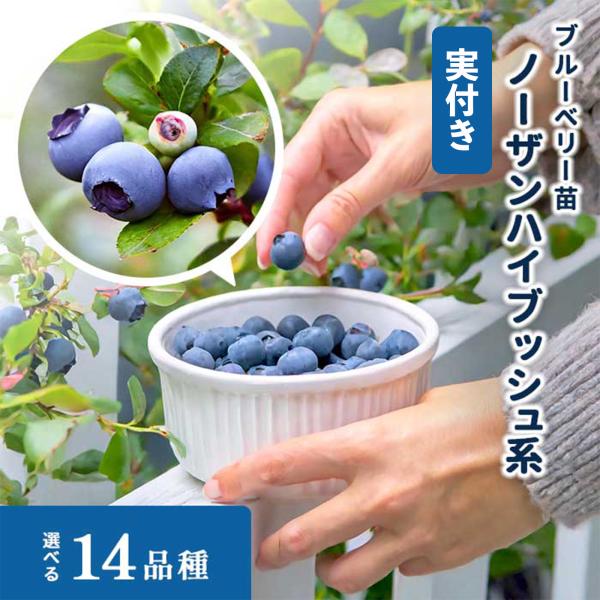 北海道北斗市引取り限定】ノーザンハイブッシュブルーベリー10号鉢相当