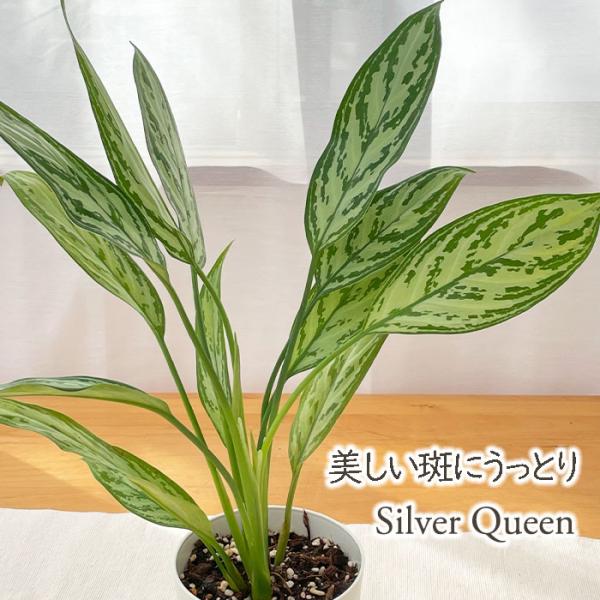 日本花キ流通 観葉植物 アグラオネマ シルバークイーン 4号鉢 小型