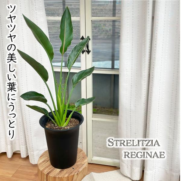 ■特徴ストレチア レギネ 別名『極楽鳥花』  その名前の縁起の良さから贈り物やインテリアグリーンとしても人気です。  ■管理方法真夏の直射日光を避け、日当たりのいい場所で管理し、冬は5℃を下回らない場所に置いて下さい。 土の表面が乾いたらた...