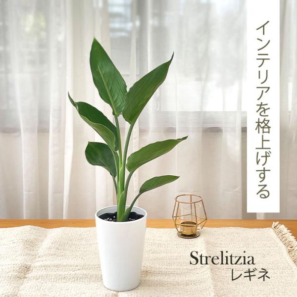 観葉植物 ストレリチア レギネ ストレリチア レギネ 4号｜観葉10-TU | 観葉・多肉 | 赤塚植物園
