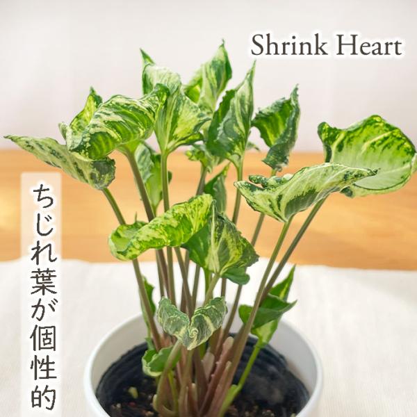 植物セット 日本花キ流通 観葉植物 cot シンゴニウム シュリンクハート 3.5
