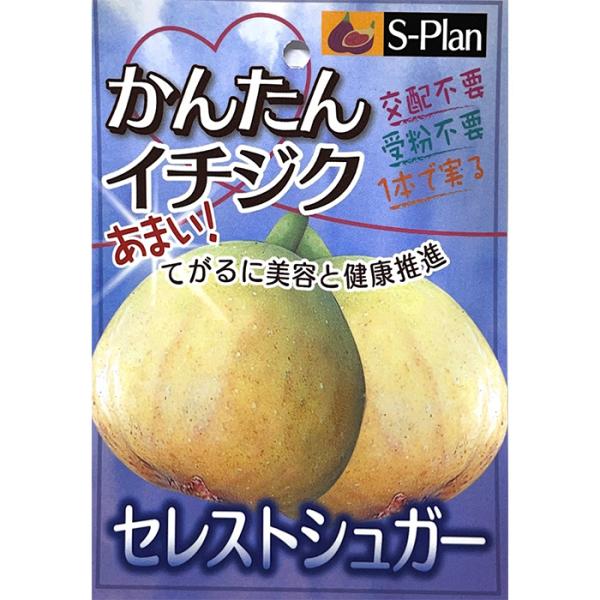 日本花キ流通 いちじく 苗 セレストシュガー 15cmポット イチジク