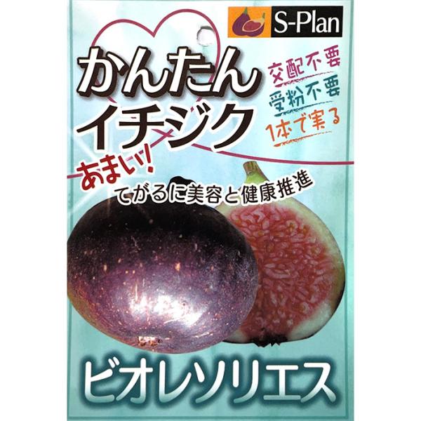 【特徴】「幻の黒いダイヤ」の名で有名なフランス原産高級イチジク。ねっとりした食感に極上級の甘さ。まるでジャムが詰まっているようだとも例えられています。日持ちしないため市場出荷がほぼなく、直売所や道の駅等で稀に販売されている高級イチジク。樹上...