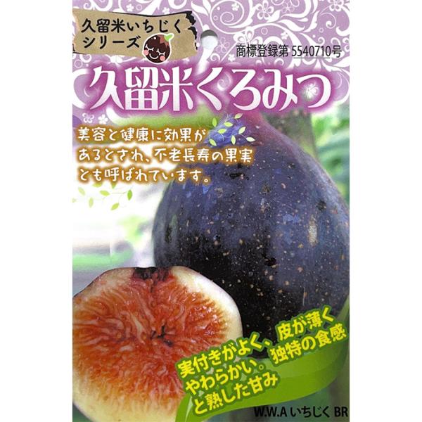 日本花キ流通 予約販売 いちじく 苗 久留米くろみつ 15cmポット 日本花キ流通 予約販売 いちじく 苗 久留米くろみつ 15cmポット