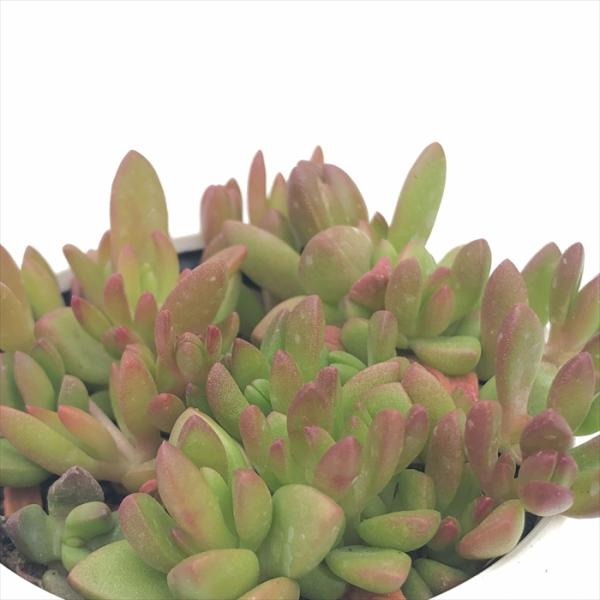 日本花キ流通 多肉植物 hmデロスペルマ ヌビゲナム 多肉植物 メセン