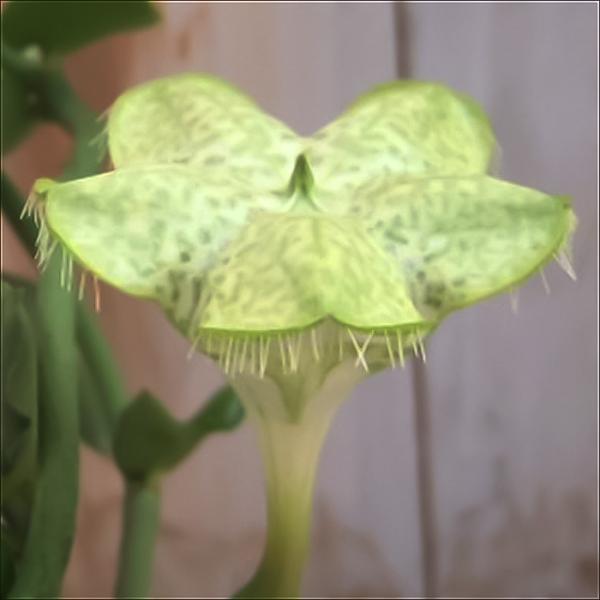 セロペギアアンプリアータ　パラシュートプランツ リネアリスの繁殖 | はなはなGさんの花サボテン