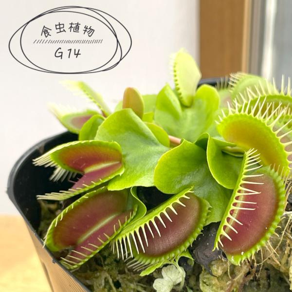 日本花キ流通 食虫植物 ハエトリソウ G14 7.5cmポット ハエトリグサ