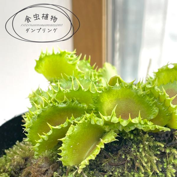 ハエトリソウ　/さま専用 日本花キ流通 食虫植物 ハエトリソウ ダンプリング 7.5cmポット