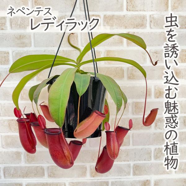 日本花キ流通 予約販売 食虫植物 ネペンテス レディラック 5号 吊り鉢