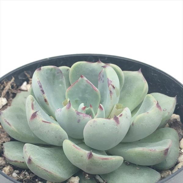日本花キ流通 多肉植物 skエケベリア ロンボナイン 多肉植物