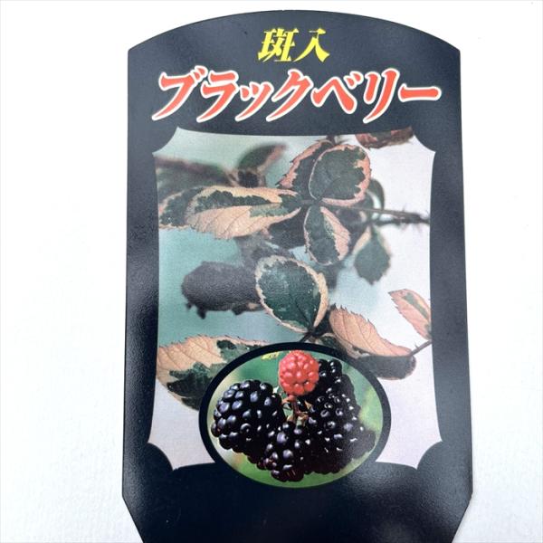 日本花キ流通 斑入りブラックベリー 苗 3.5号鉢 苗木 果樹苗