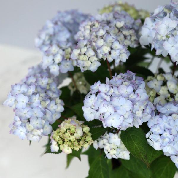 flower-net_z250402103