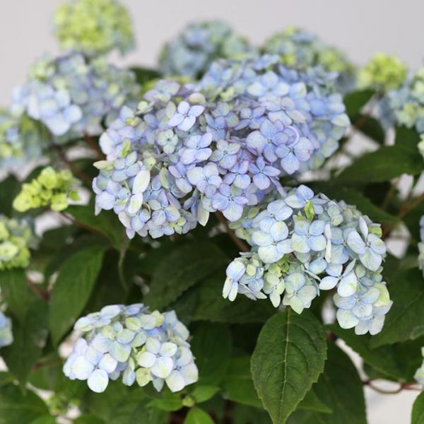 アジサイまま専用です。 楽天市場】【花咲き過ぎ・咲き進み】アジサイ（紫陽花・あじさい