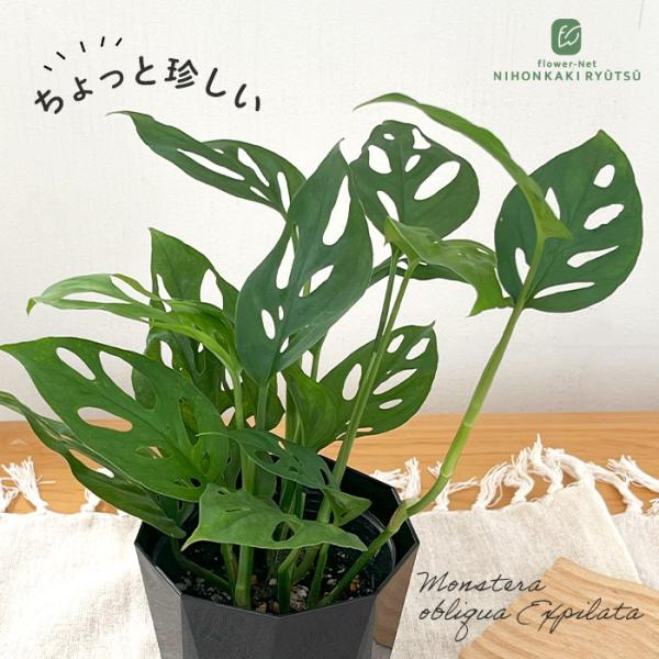 flower-net_z250414002