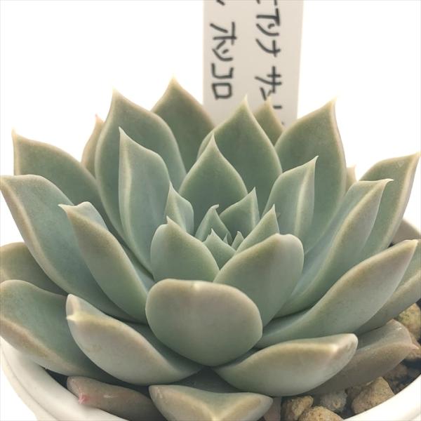 多肉植物 O'sエケベリア ヒアリナサントドミンゴ×ホリコロ O's PLANTS