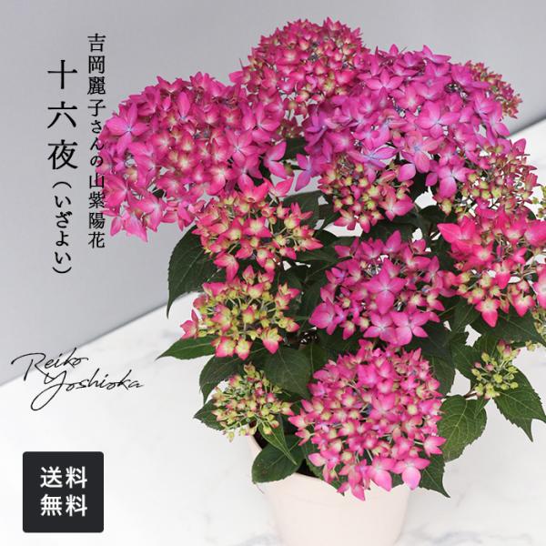 flower-net_z250501003