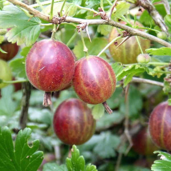 flower-net_z250514004