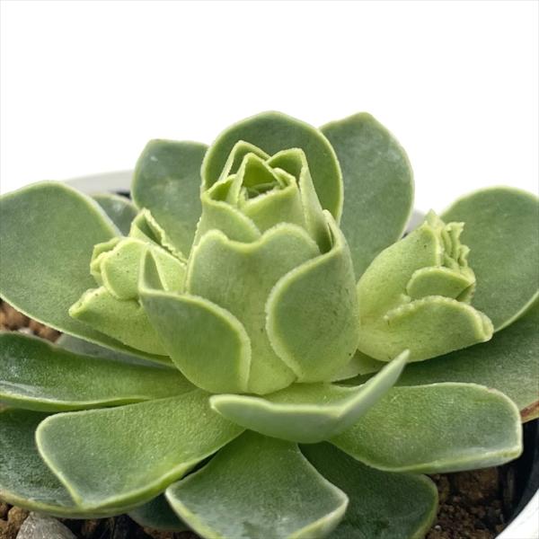 日本花キ流通 多肉植物 hmアエオニウム エッグ 多肉植物 アエオニウム