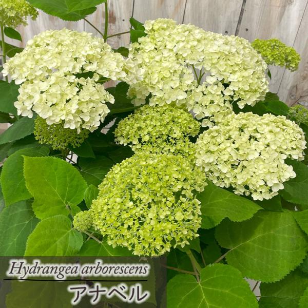 ■特徴アナベル（学名：Hydrangea arborescens 'Annabelle'） アナベルは直径20cm〜30cmにもなる大きなてまり上の花房を持ち、初夏から秋にかけて長く花を楽しむことが出来ます。 花の咲き始めは緑色で徐々に白色...