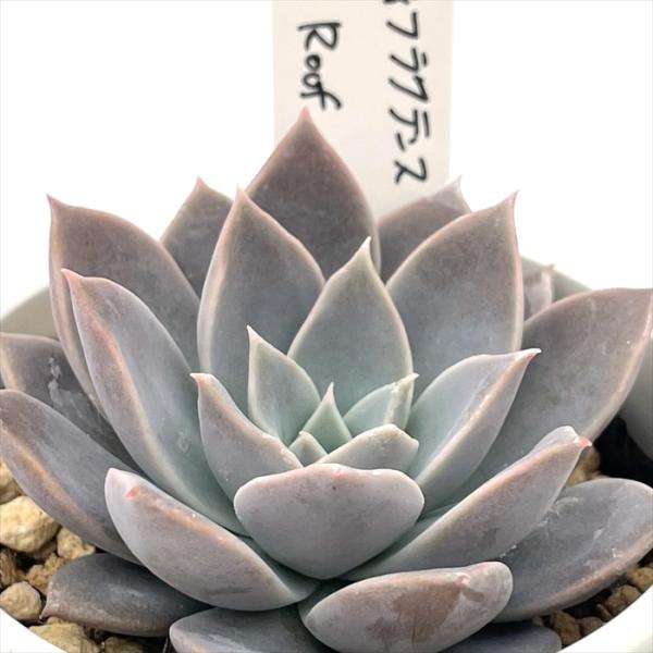 多肉植物 O'sエケベリア ディフラクテンス×Roof O's PLANTS オーズ