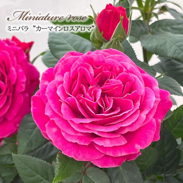 日本花キ流通 【まもなく締め切り】 予約販売 ミニバラ カーマインロス