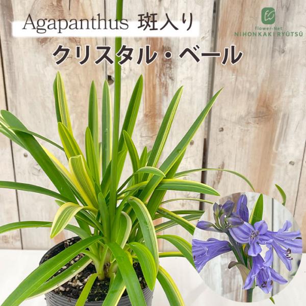 斑入りギンバイカとアガパンサス セットご確認用　ご購入できません。 斑入りギンバイカとアガパンサス セットご確認用 ご購入できません