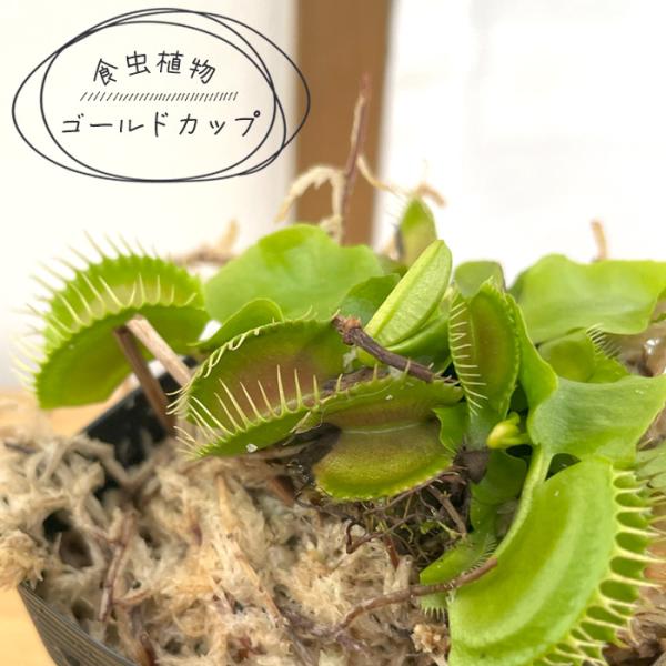 食虫植物 ハエトリソウ ゴールドカップ 7.5cmポット