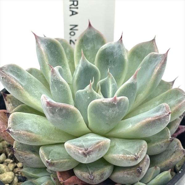 多肉植物 botエケベリア No.02 牙狼 BOTAVERIA ボタベリア 見元園芸