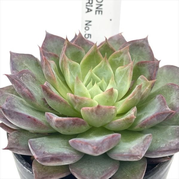 多肉植物 botエケベリア No.05 桃ノ音 BOTAVERIA ボタベリア 見元園芸