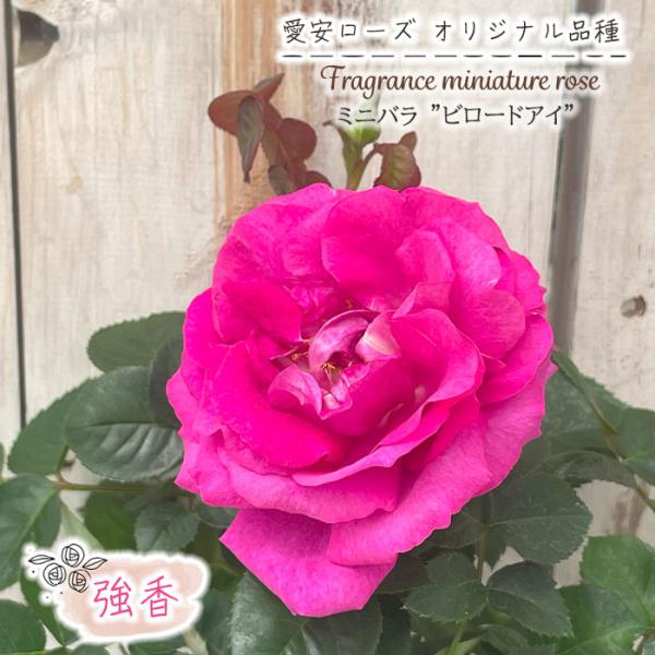 flower-net_z250526301