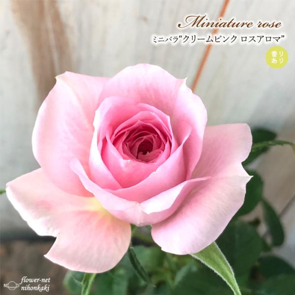 日本花キ流通 予約販売 ミニバラ クリームピンクロスアロマ 3号ポット