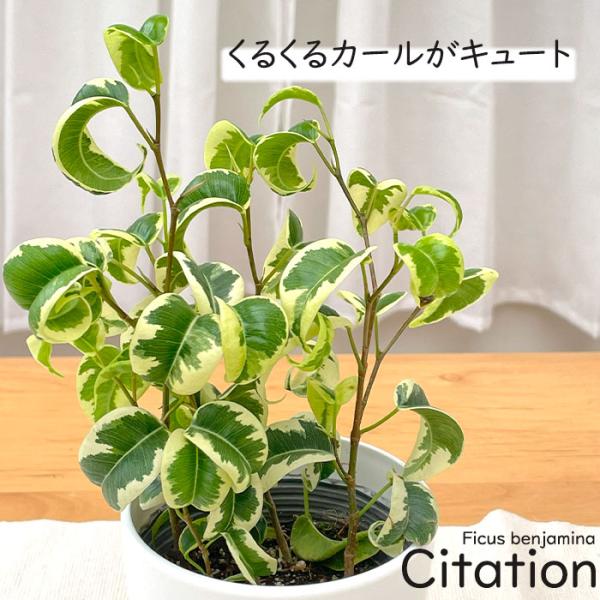 日本花キ流通 観葉植物 cot フィカス ベンジャミン シタシオン