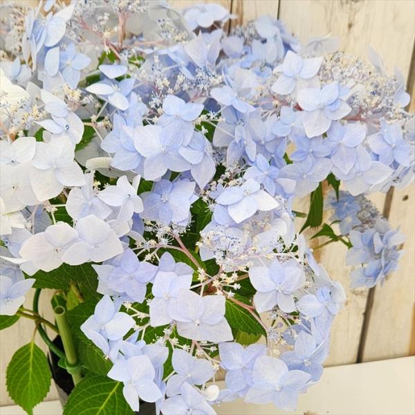 flower-net_z250529002