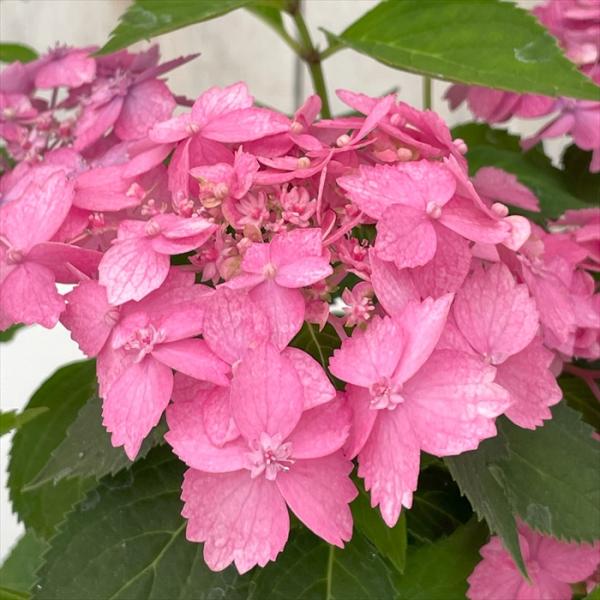 日本花キ流通 山アジサイ 渥美のさくら姫 10.5cmポット 渥美交配