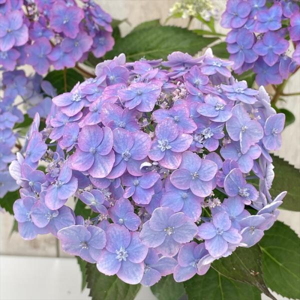 虹～紫陽花⭐ 日本花キ流通 予約販売 山アジサイ 渥美の虹丸 10.5cmポット 渥美交配