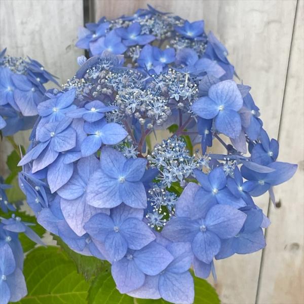 flower-net_z250529008