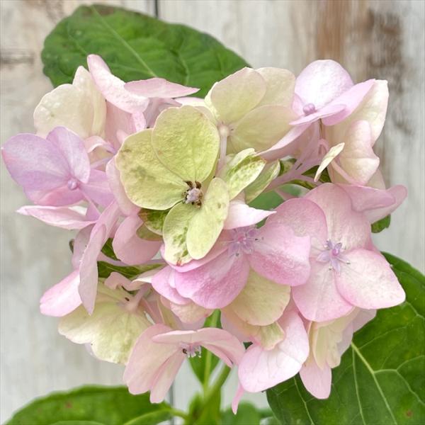 flower-net_z250529010