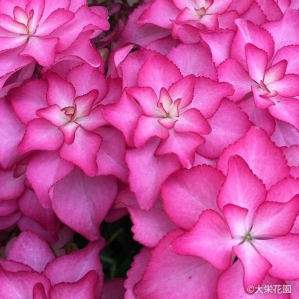 flower-net_z250529101