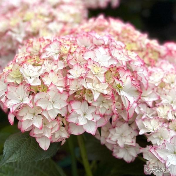 輸入アジサイ　大 苗 輸入アジサイ 大苗 アドラアンティークラベンダー 8号 - メルカリ