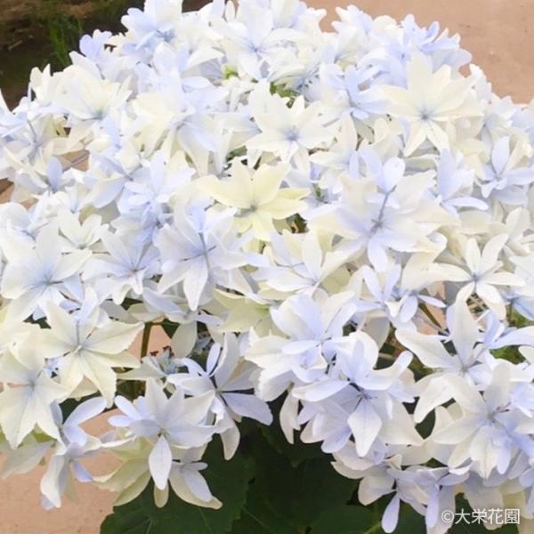 予約販売 アジサイ グリッター 7.5cmポット 大栄花園